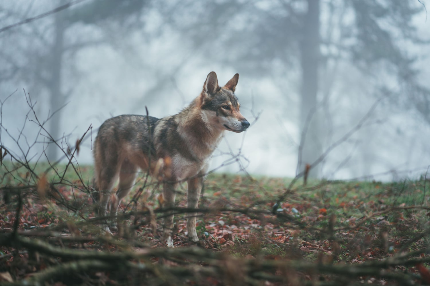 samotny pies szczeka gdy słyszy zagrożenie