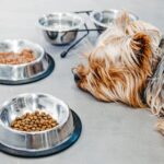 Znudzony czworonóg odwraca się od miski pełnej suchej karmy ze zniesmakiem