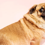 Otyły labrador siedzi na trawie z wystającym brzuchem i fałdami tłuszczu na bokach